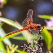 Dragonfly Fleetwood Pond